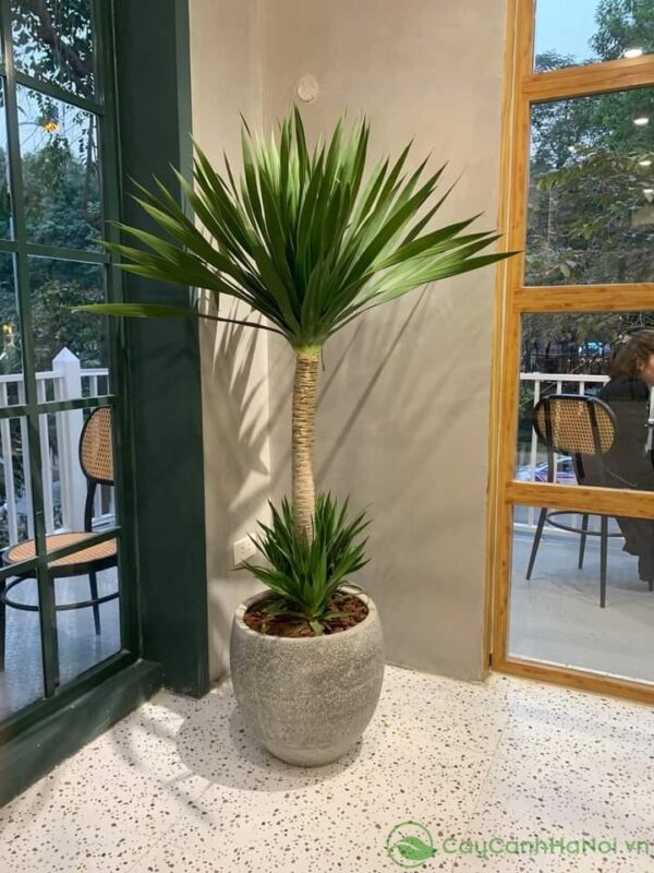 Ý Nghĩa, Công Dụng, Cách Trồng và Chăm Sóc Cây Phát Tài Núi Toàn Diện