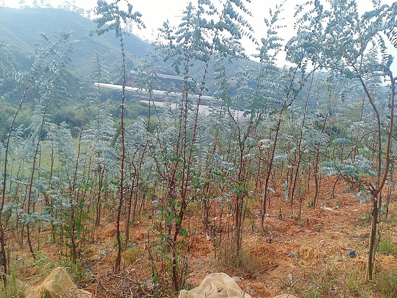 Hướng Dẫn Chi Tiết Cách Trồng Cây Đô La Bạc Mang Lại May Mắn và Tài Lộc