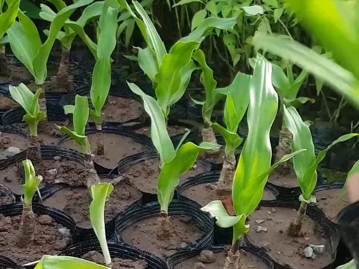 Quy trình trồng cây Trinh nữ hoàng cung