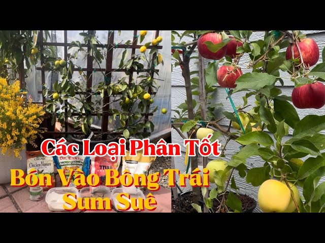 Cách Trồng và Chăm Sóc Cây Sung Mỹ Cho Trái Sum Suê