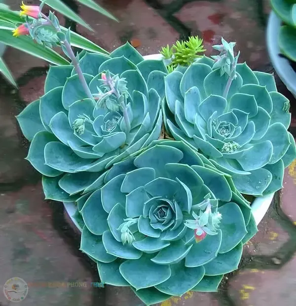 Sen Đá Phật Bà màu xanh dương cũng là cây cảnh hợp với tuổi Mậu Thìn