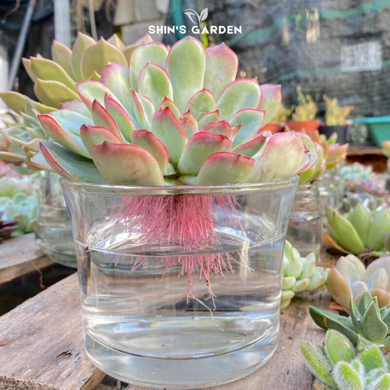 Những Cây Cảnh Không Nên Trồng Trong Nhà Theo Phong Thủy