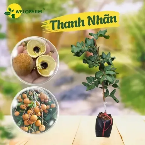 Thanh Nhãn Trái To