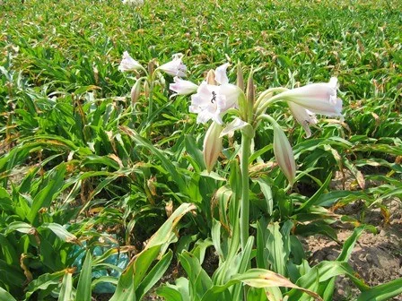 Thu hoạch và bảo quản lá Trinh nữ hoàng cung