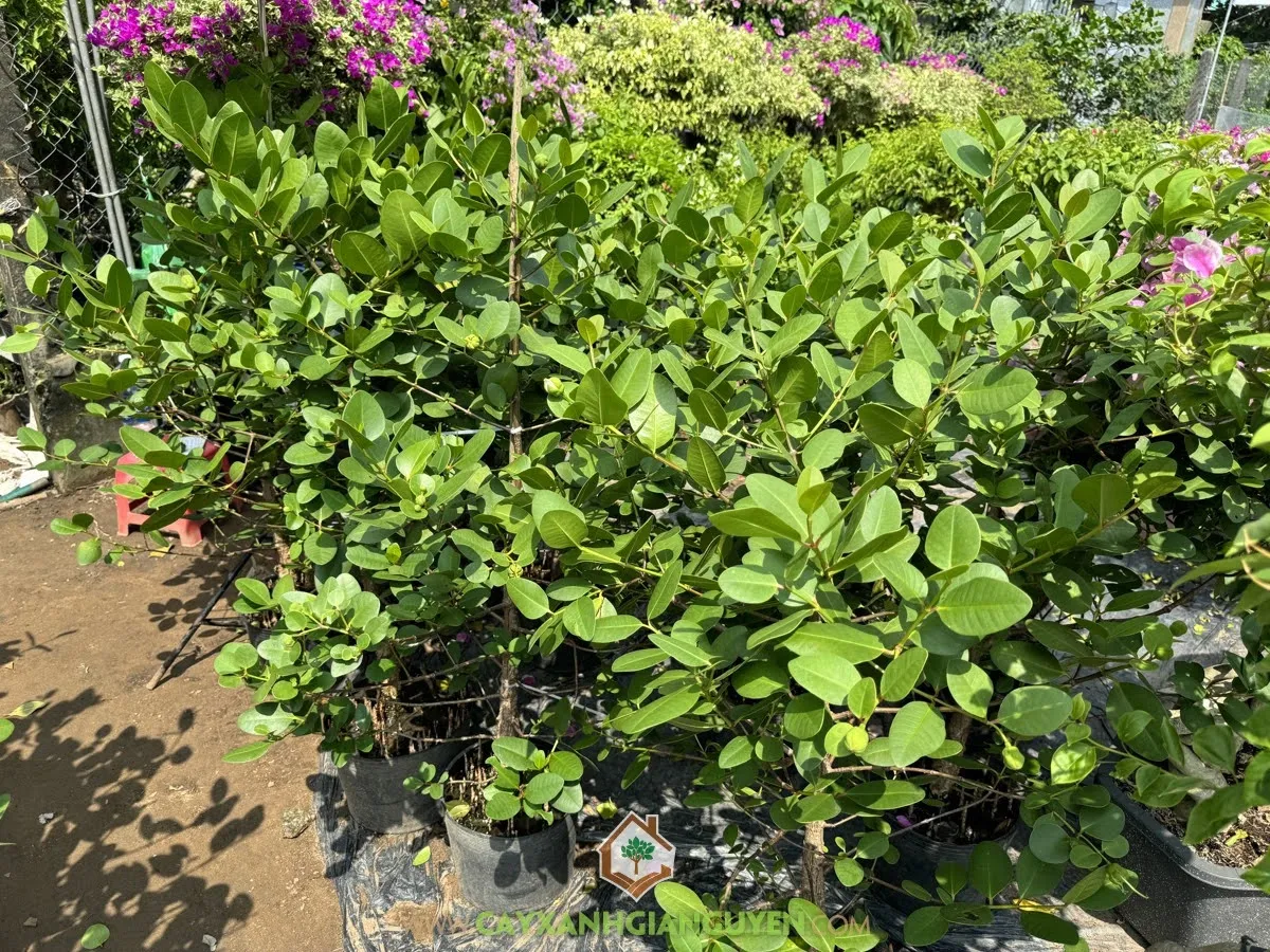 Thực hiện đào hố và đặt cây giống bần ổi đúng kỹ thuật