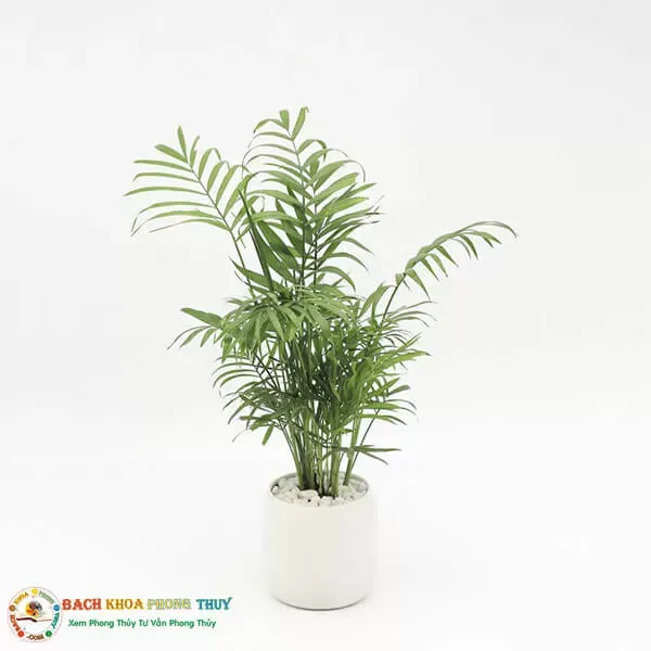 Tuổi Mậu Thìn 1988 nên trồng cây Cau tiểu Trâm