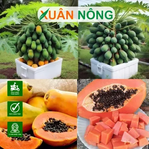 Tưới Nước Cho Cây Đu Đủ