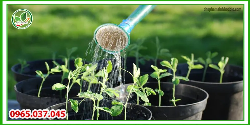 Tưới nước cho cây trồng trong mùa khô