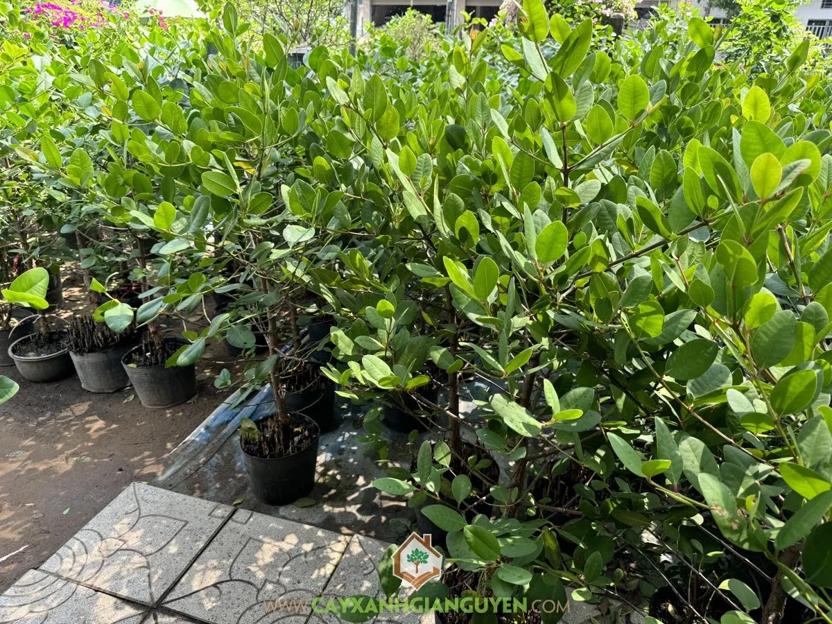 Tưới nước đều đặn và bón phân cân đối cho cây bần ổi con