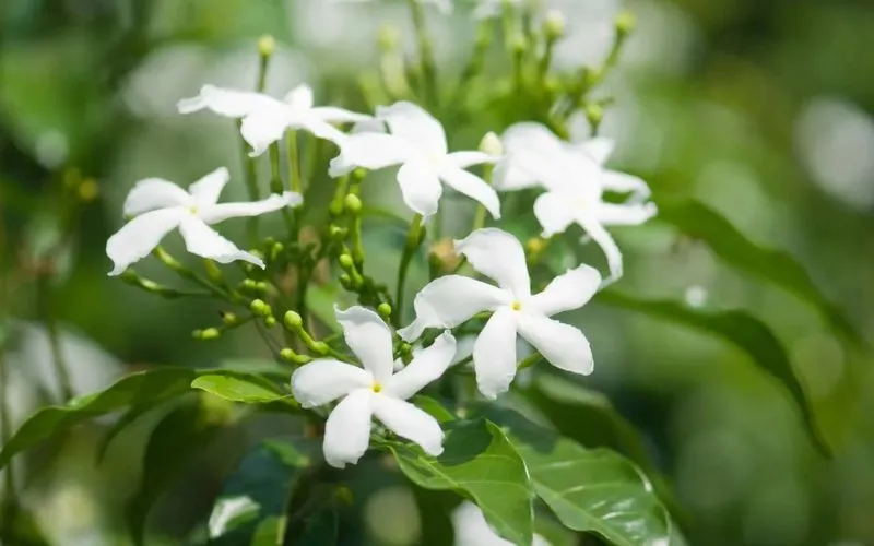 Vẻ đẹp mộc mạc, thanh mảnh của cây nguyệt quế leo khi nở rộ