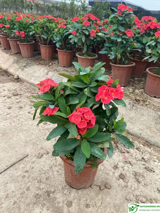 Xương rồng bát tiên hoa đỏ rực rỡ, điểm nhấn cho vị trí trồng lý tưởng